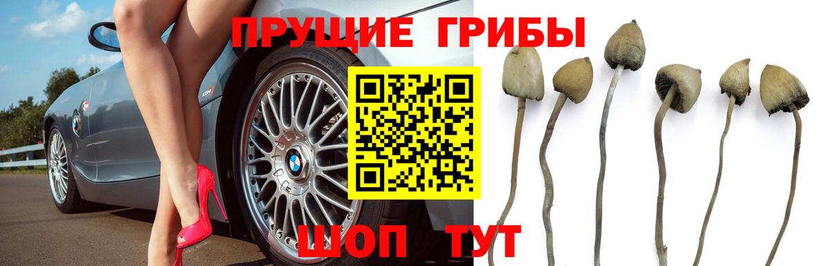 Верхний Уфалей  Псилоцибиновые грибы MAGIC MUSHROOMS  Вход с VPN  Галлюциногенные грибы MAGIC MUSHROOMS 